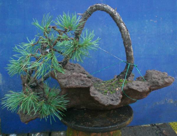 Pinus sylvestris in neuer Felsenschale
