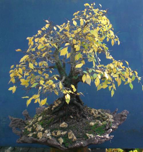 Ulmus glabra in neuer Felsenschale...
