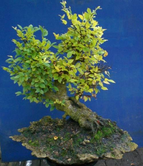 Celtis australis 
