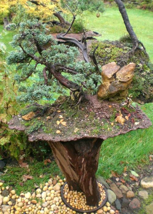 Juniperus chinensis var. blaaws