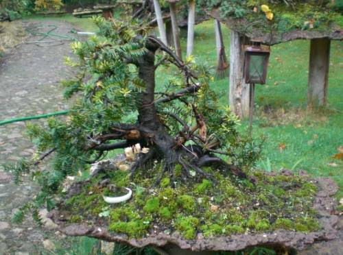 Taxus baccata mit Minimame...