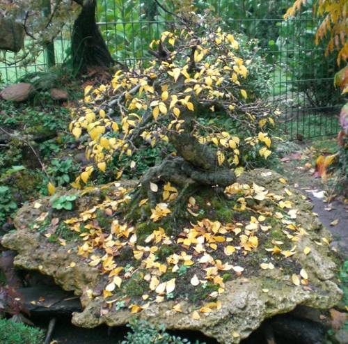 Ulmus glabra