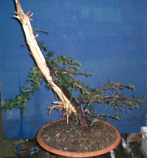 Taxus baccata yamadori 2008