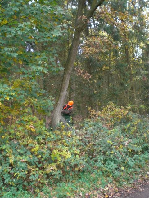 Hier ist sie kurz vor dem " Baum Fällt !!! "...