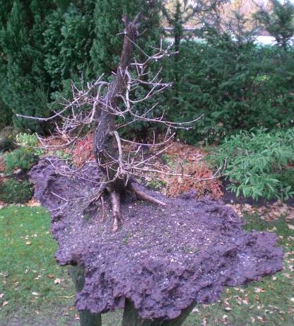Große Eiche Yamadori von 2005