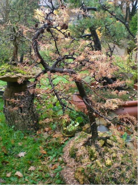 Larix decidua, ca. 6 Jahre alter Yamadori auf einer Steinplatte