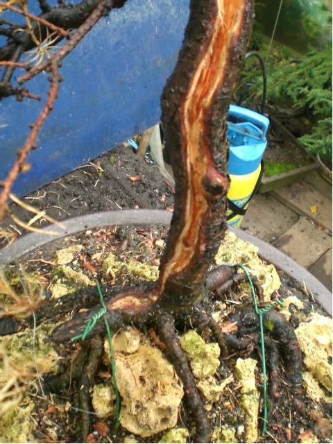 Das Holz wurde bis in das rote Kernholz hinein entfernt und mit einem Fungizid besprüht.