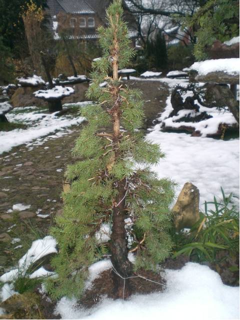 Nach dem ersten Schneefall ... Weihnachtszeitgemäß *g*