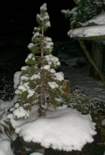 In der Nacht hats dann nochmals geschneit *g*