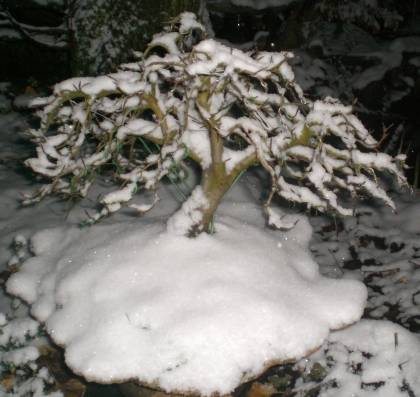 In der Nacht fiel Schnee *g*