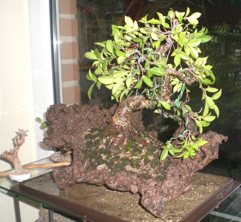 Ficus mi Ginseng