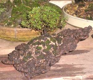 Ein Thymianbonsai auf einer Mamefelsenschale