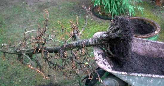 Die Larix hat ein gutes Nebari und der Wurzelapparat ist gut ausgebildet.